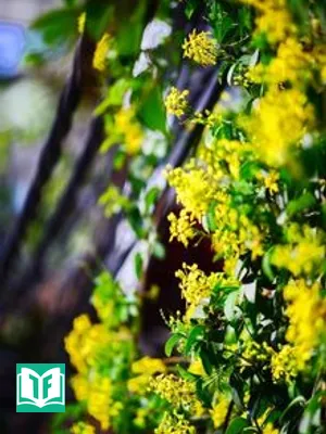 Hoa Mùa Hạ Rực Rỡ